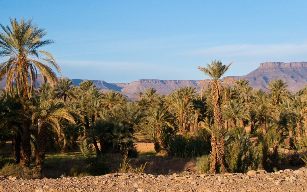 Circuit 10 jours: Oasis, Désert et Palmeraies